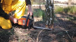 Best Lawn Watering Services  in Port Republic, NJ