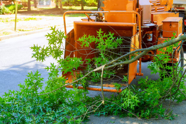 Best Tree Disease Treatment  in Port Republic, NJ