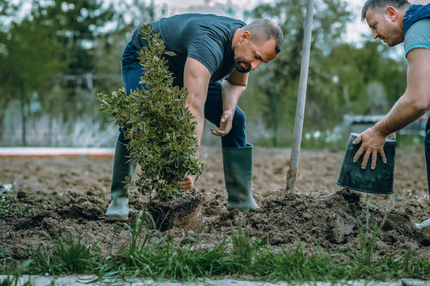 Best Hazardous Tree Removal  in Port Republic, NJ