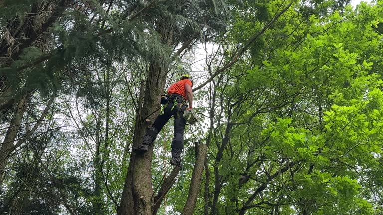 Best Lawn Pest Prevention  in Port Republic, NJ