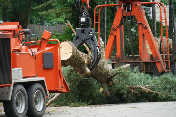 Best Tree Removal  in Port Republic, NJ