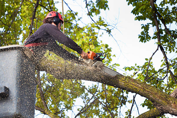 How Our Tree Care Process Works  in  Port Republic, NJ