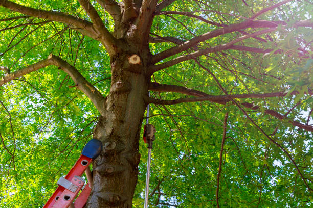 Best Hazardous Tree Removal  in Port Republic, NJ